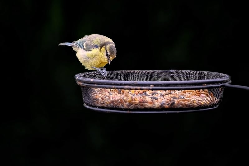 Homemade Bird Feeders